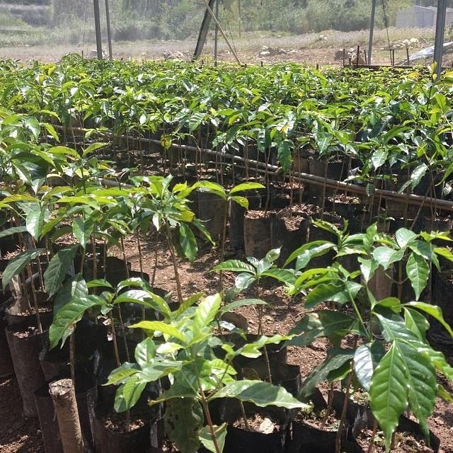 Coffee Nursery - Happy Mug