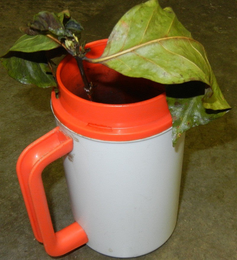 Seeds And Plants - Happy Mug